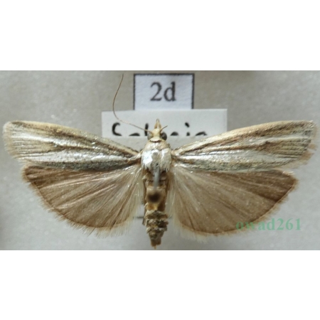 Selagia argyrella (Denis & Schiffermüller, 1775) Żłobik srebrniczek Czech2d